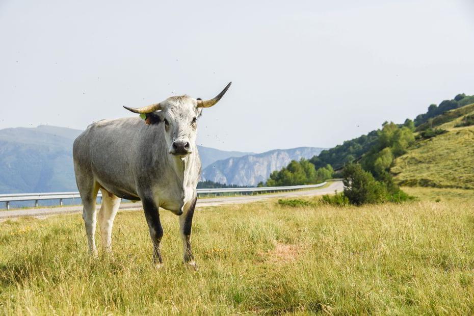 Accident en montagne. Chargée par une vache, une femme finit aux urgences lors d'une randonnée dans les Pyrénées