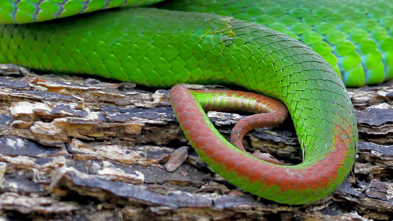 penis serpent