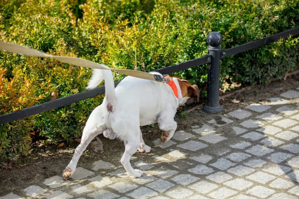 Young male jack russell terrier dog feel some smell on the street