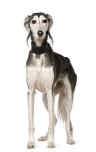 Lévrier Persan (Saluki)