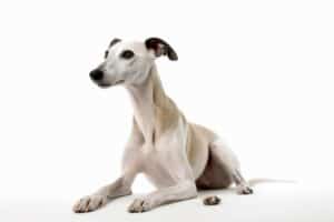 Whippet