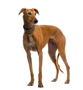 Greyhound espagnol (Galgo espagnol)