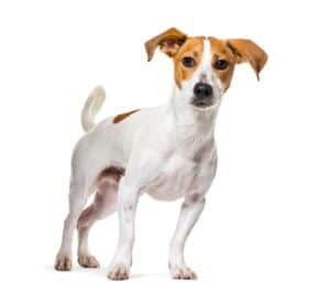 Jack Russell Terrier