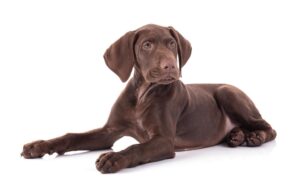 Pointer hongrois