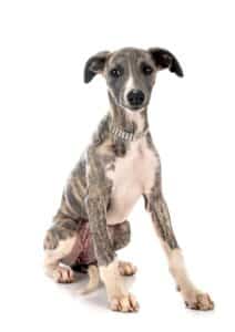 Greyhound anglais
