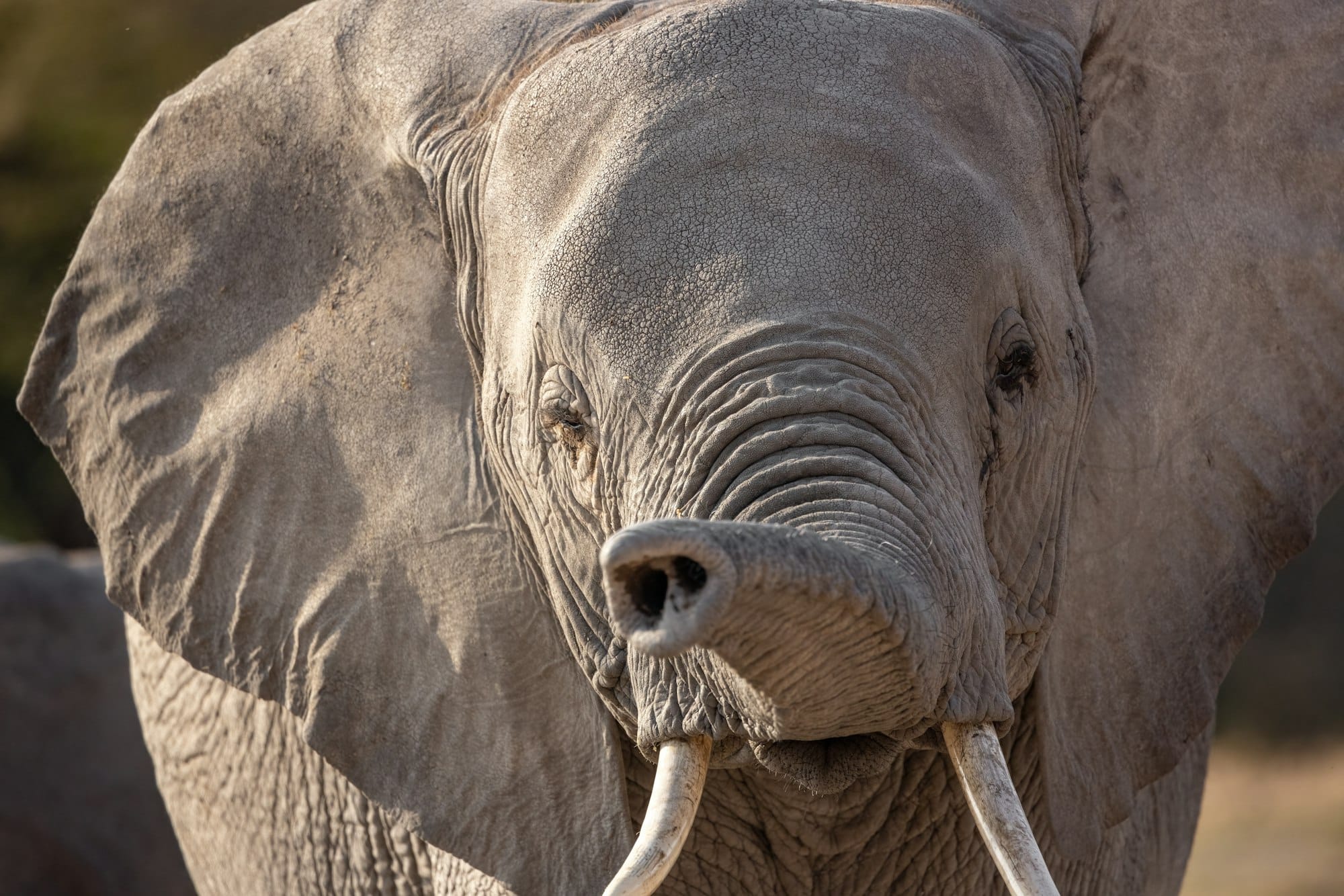 L elephant Ahmed