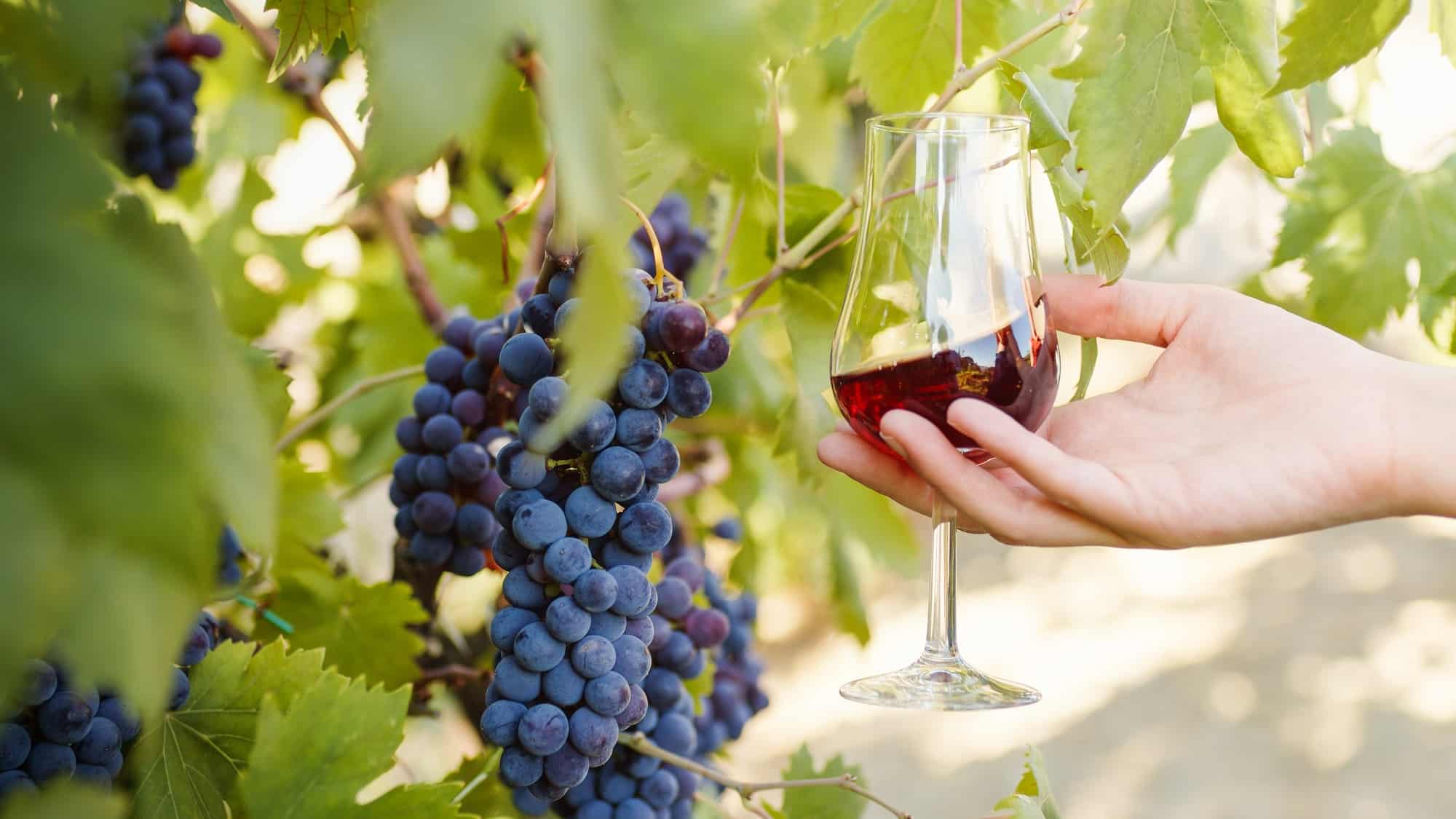 Red wine glass in the vineyard